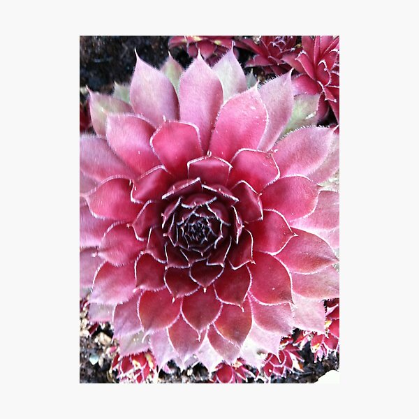 Untitled Photographic Print