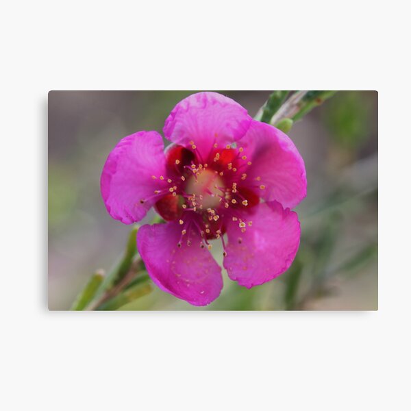 Item preview, Hypocalymma puniceum designed and sold by andrachne.