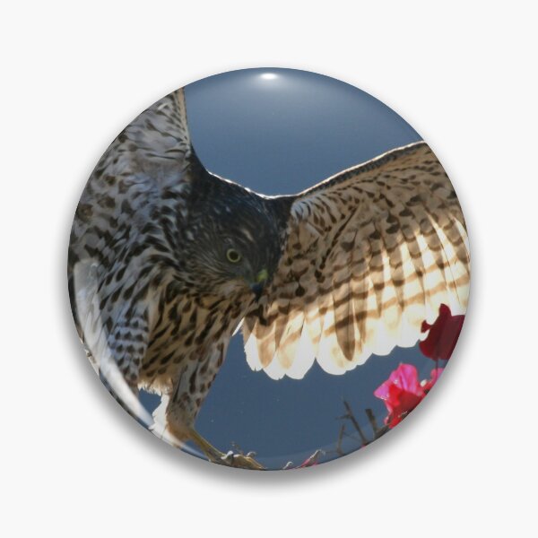 Item preview, Cooper's Hawk Hunting In Bougainvillea designed and sold by PsychoAlien.com.