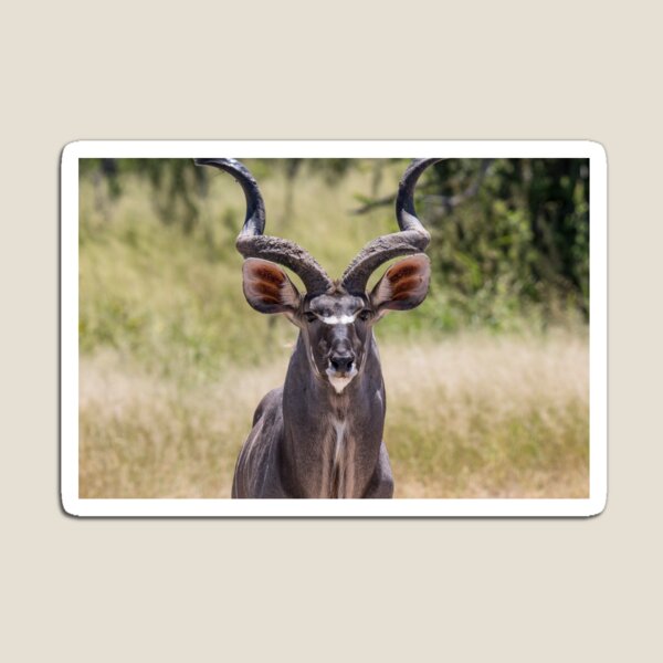 Kudu Magnet