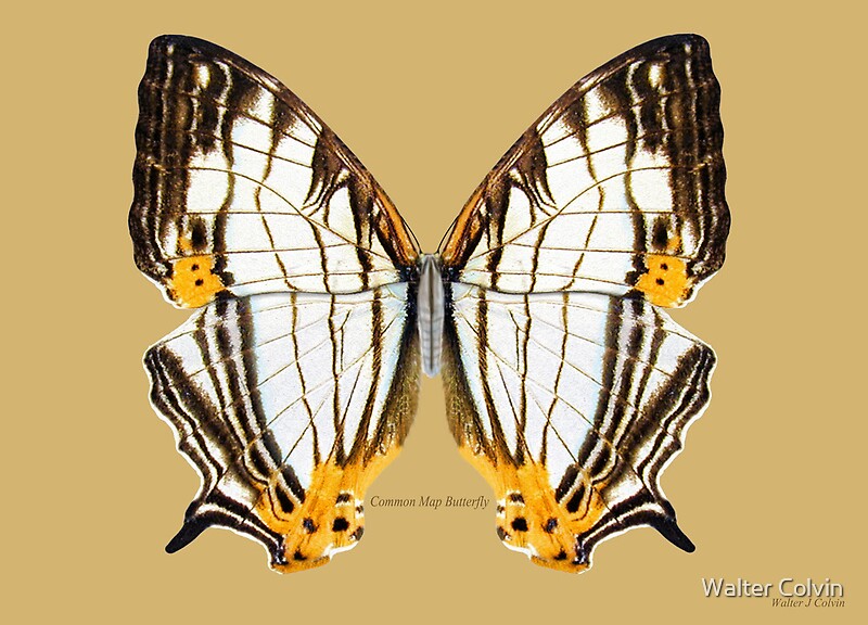 “Common Map Butterfly” by Walter Colvin | Redbubble