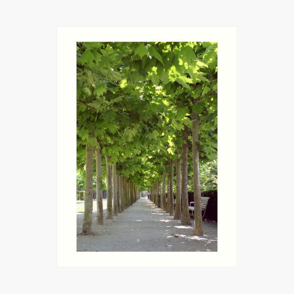 Avenue of Trees, Brussels Kunstdruck