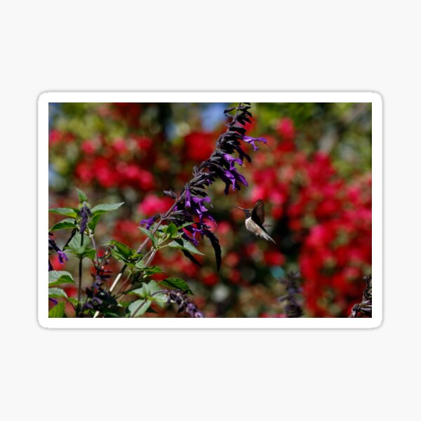Return of the Black-Chinned Hummingbird Sticker