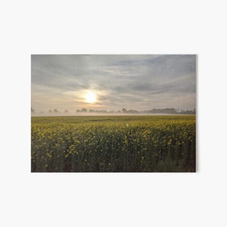 Beeindruckendes Rapsfeld im Sonnenaufgang Galeriedruck
