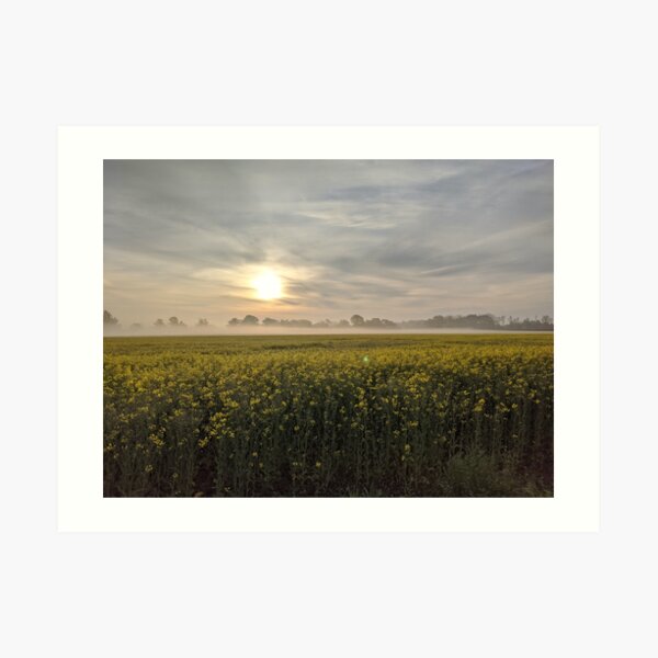 Beeindruckendes Rapsfeld im Sonnenaufgang Kunstdruck