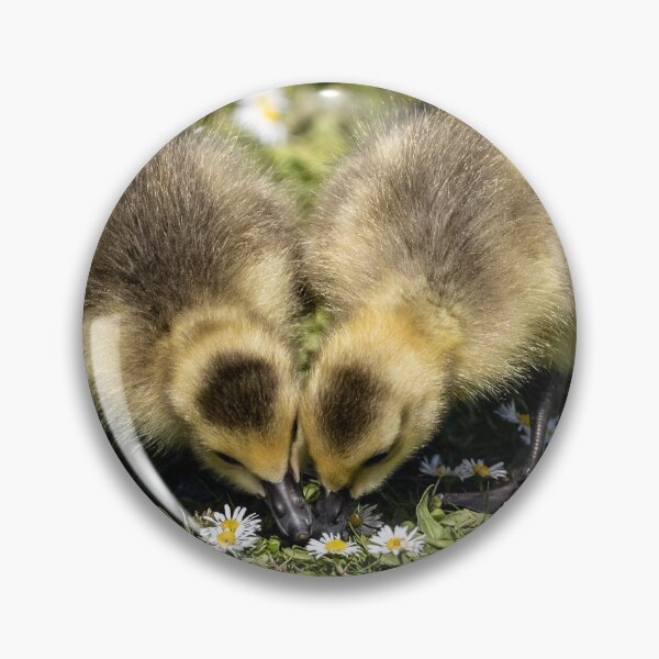 Item preview, Canada Goslings in Spring designed and sold by cmm1234.