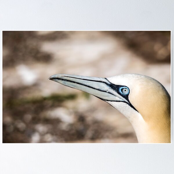 Item preview, Gannet designed and sold by KennyBImages899.