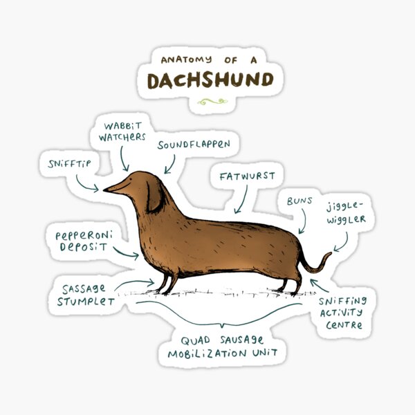Item preview, Anatomy of a Dachshund designed and sold by SophieCorrigan.