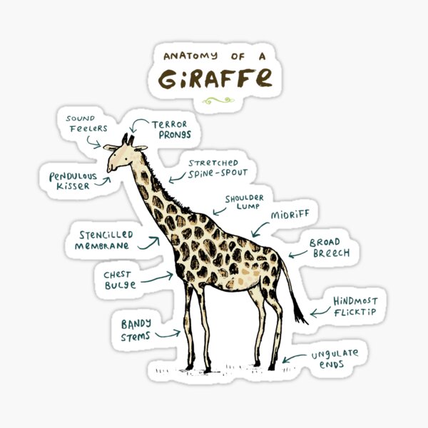 Anatomy of a Giraffe Sticker