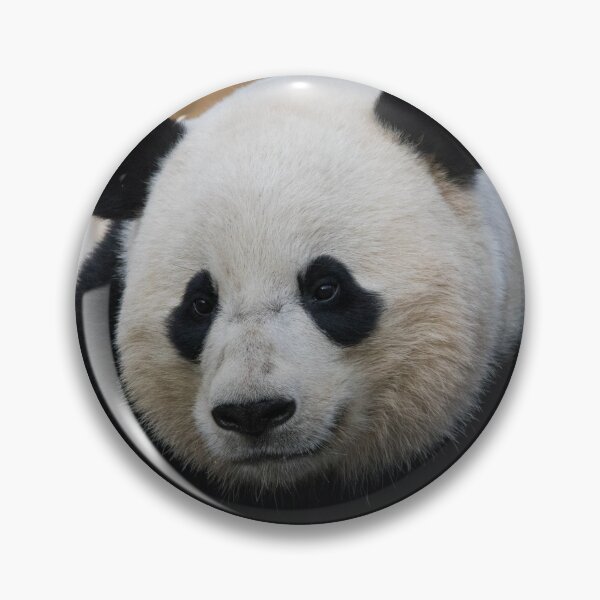 Item preview, Giant Panda Bao Bao at the National Zoo designed and sold by Zoo and Nature Photography by Karie.