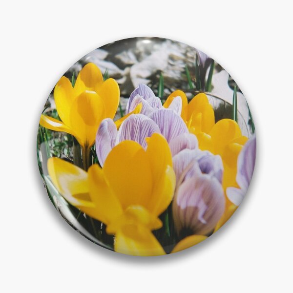 Item preview, Springtime Crocuses - Diana 120mm Photograph designed and sold by ztrnorge.