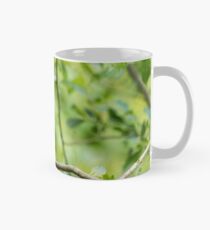 Nuthatch (Sitta europaea) Mug
