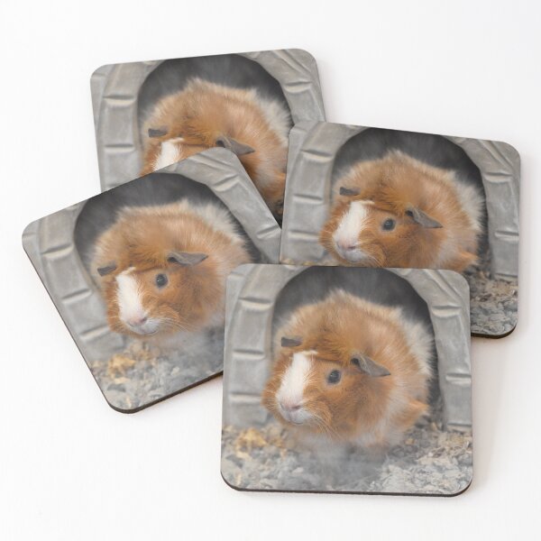 Item preview, Guinea Pig at the National Zoo designed and sold by Zoo and Nature Photography by Karie.