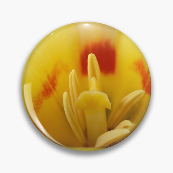Item preview, Tulipa 'Gluck' Kaufmanniana Tulip designed and sold by Chris Burrows.