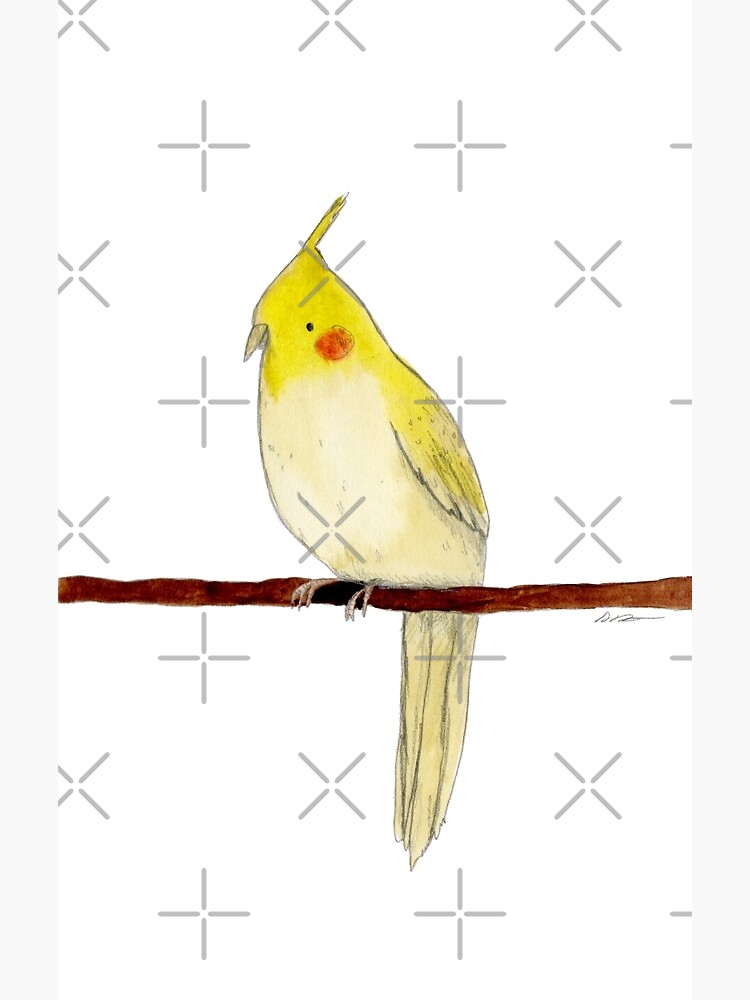 Cockatiel amarillo 2024