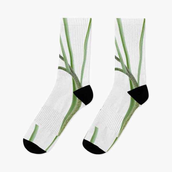 Item preview, Fritillaria elwesii  Fritillary  designed and sold by Chris Burrows.