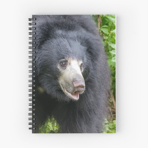 Item preview, Sloth Bear at the National Zoo designed and sold by Zoo and Nature Photography by Karie.