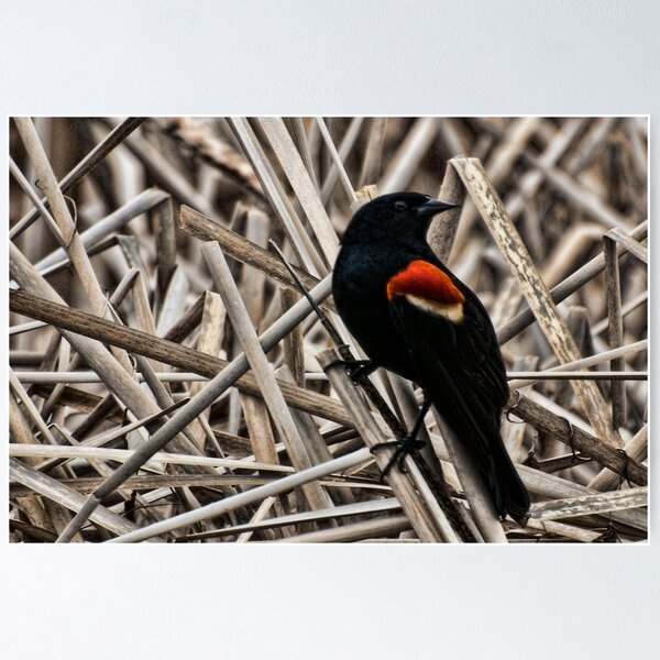 Item preview, Redwing Blackbird designed and sold by sundawg7.