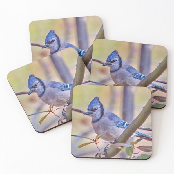Item preview, Blue Jay designed and sold by Photos by Phil.