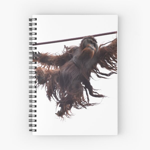 Item preview, Orangutan Kiko on the O-Line at the National Zoo designed and sold by Zoo and Nature Photography by Karie.