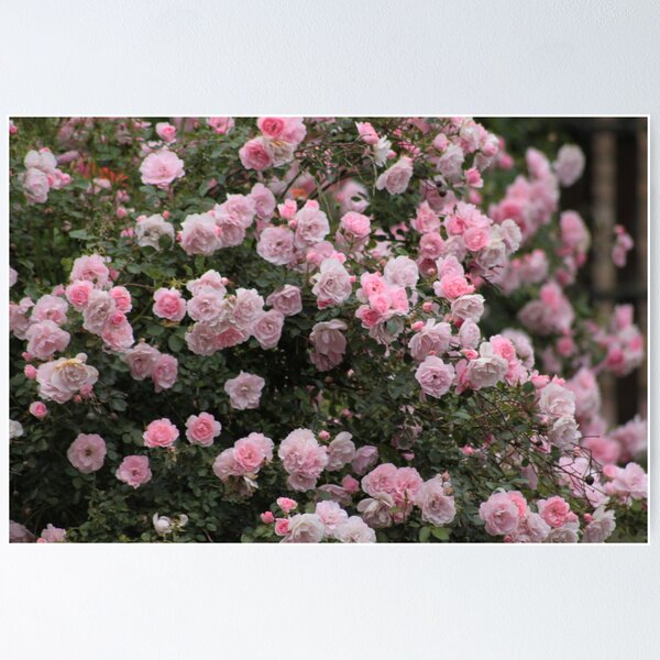 Item preview, In the Pink designed and sold by papillonbleu.