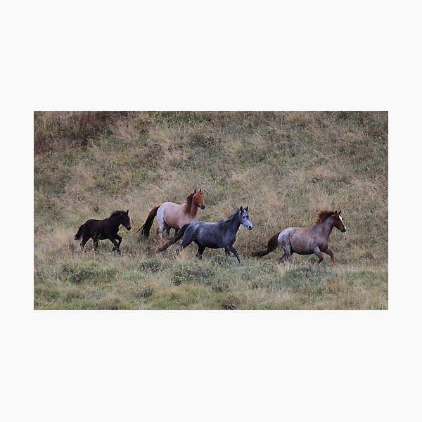 The Brumbies of Dead horse gap Photographic Print