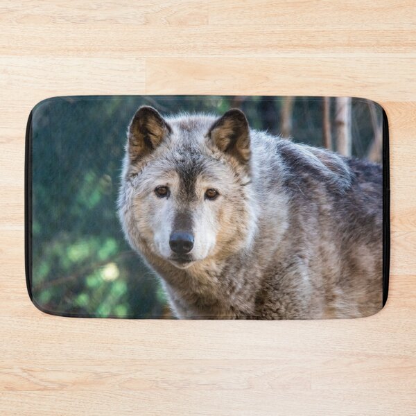 Item preview, Gray Wolf at the National Zoo designed and sold by Zoo and Nature Photography by Karie.