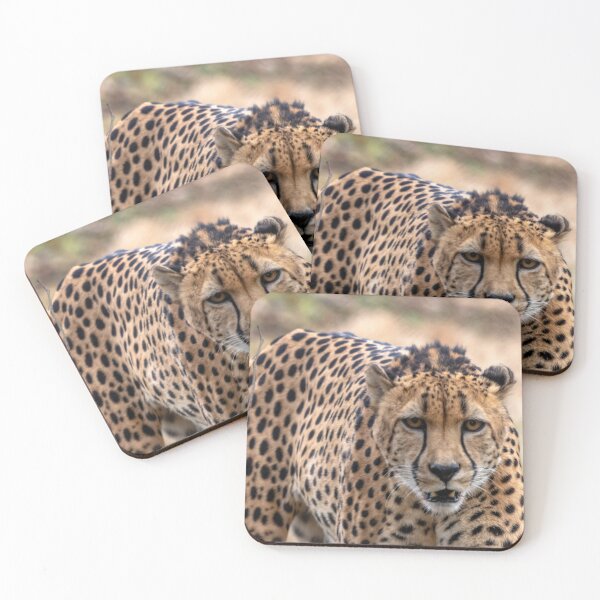 Item preview, Cheetah at the National Zoo designed and sold by Zoo and Nature Photography by Karie.