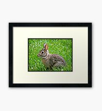 Bunny Baby © Framed Print