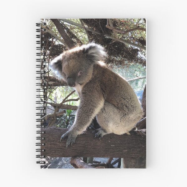 Aperçu de l'œuvre Zoo de Peel: Ashton le Koala du Sud créée et vendue par PeelZoo.