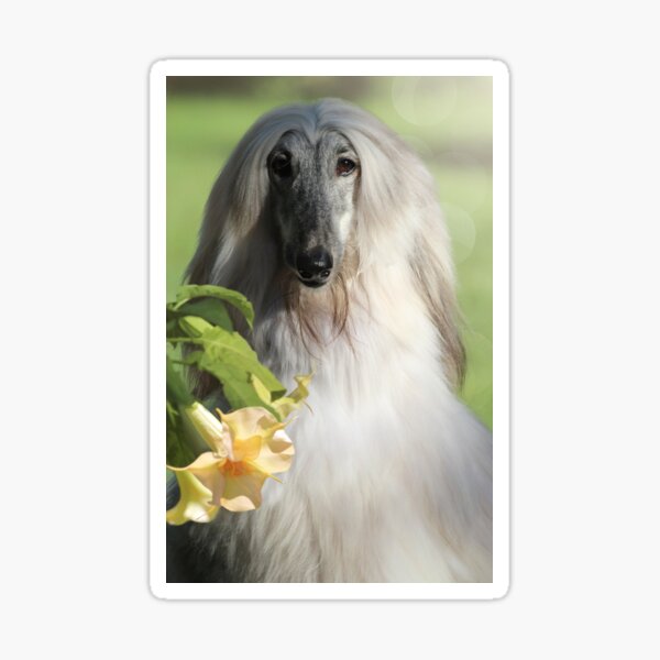 Silver Afghan Hound Sticker