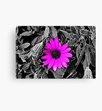 Purple on black Canvas Print