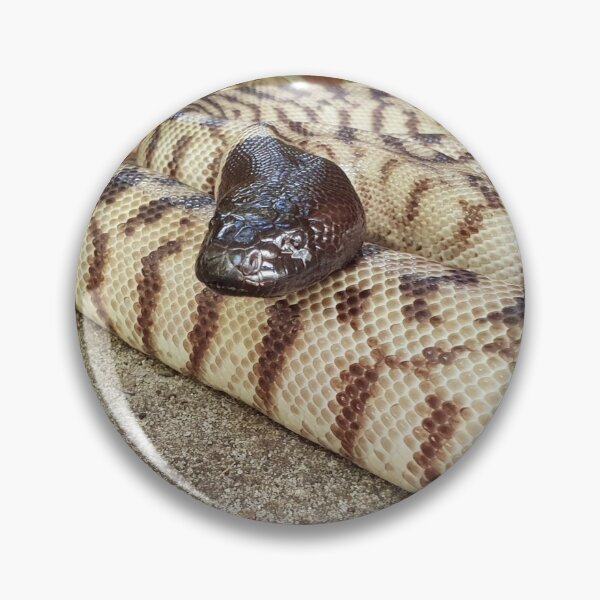 Artikelvorschau, Peel Zoo: Schwarzköpfiger Python entworfen und verkauft von PeelZoo.