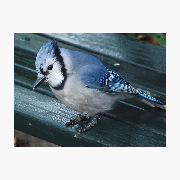 Item preview, Blue Jay Close-Up, Central Park, New York City designed and sold by lenspiro.