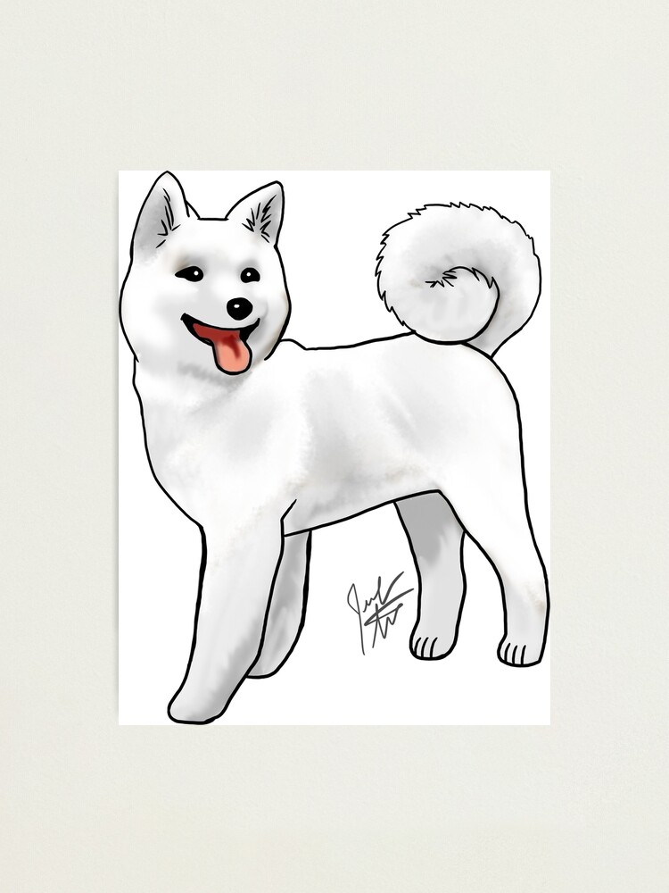 Alternate view of Akita - White Photographic Print