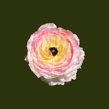 Artwork thumbnail, Pale Pink Ranunculus by STHogan2