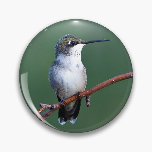 Item preview, Female Ruby-throated Hummingbird (Archilochus colubris) designed and sold by Yannik Hay.