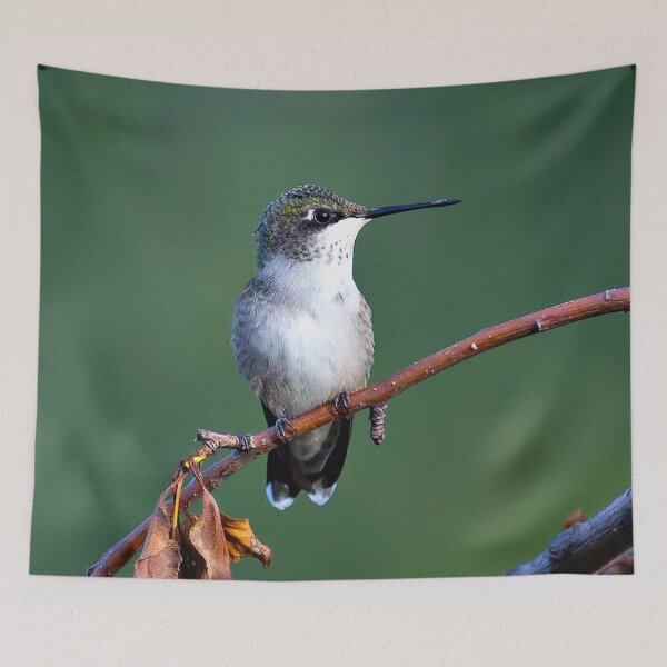 Item preview, Female Ruby-throated Hummingbird (Archilochus colubris) designed and sold by Yannik Hay.