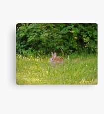 Nature Canvas Print