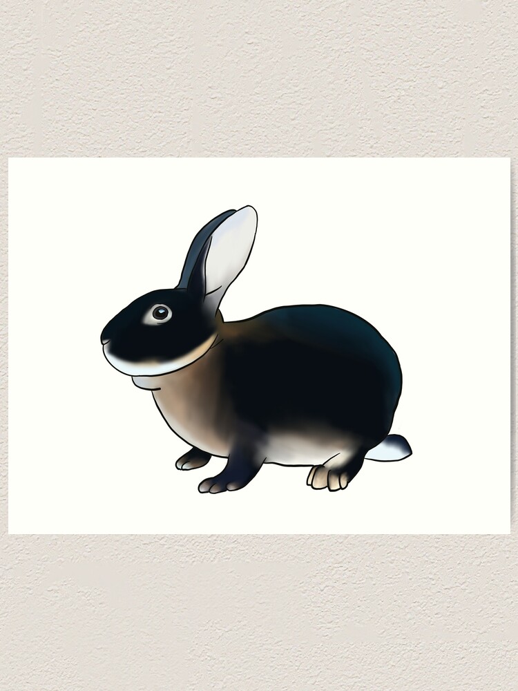 black rex rabbit