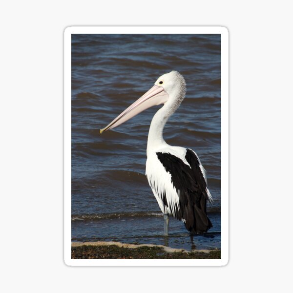 Australian Pelican Sticker