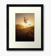 Prickly Sunset Framed Print