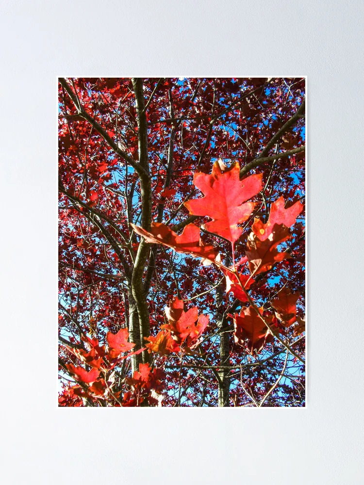 Thumbnail 1 of 3, Poster, Autumn designed and sold by dropsofjupiter.