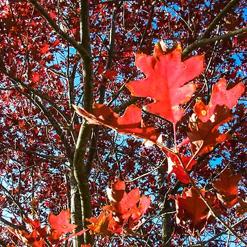 Artwork thumbnail, Autumn by dropsofjupiter