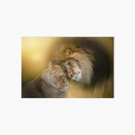 Tender Moment (Lions) Art Board Print