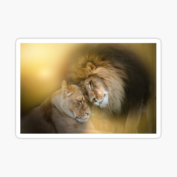 Tender Moment (Lions) Sticker
