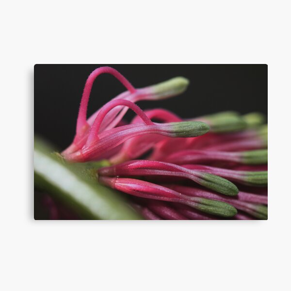 Grevillea petrophiloides subsp. petrophiloides Canvas Print