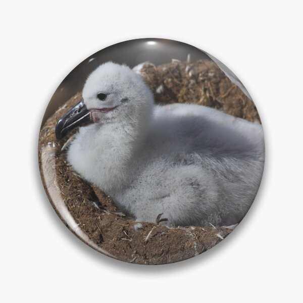 Item preview, Black-browed Albatross Chick designed and sold by Carole-Anne.