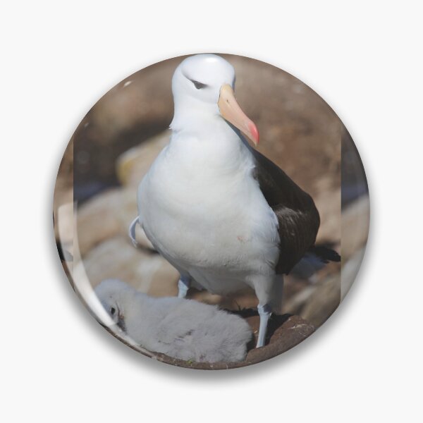 Item preview, Black-browed Albatross Nesting - Saunders Island, the Falklands designed and sold by Carole-Anne.