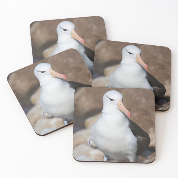 Item preview, Black-browed Albatross Nesting - Saunders Island, the Falklands designed and sold by Carole-Anne.